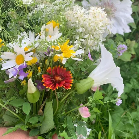 빌라 средище веди макрина