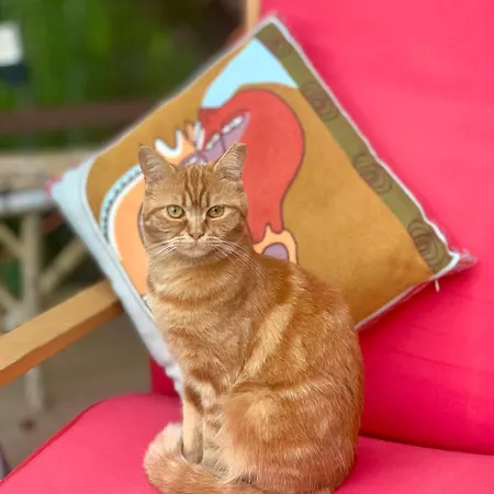 средище веди макрина *