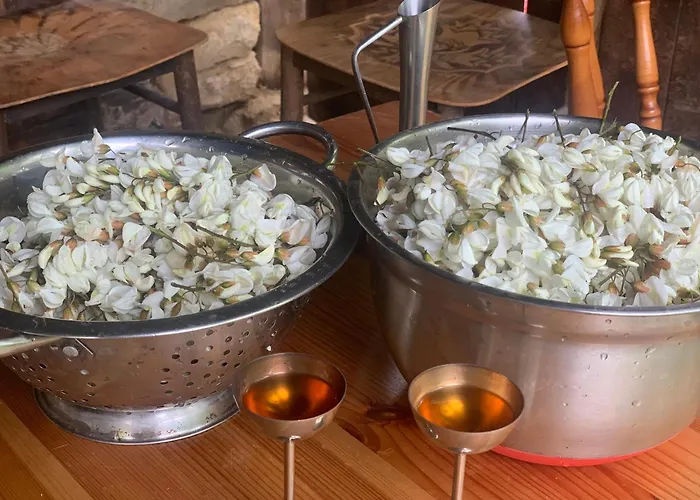 средище веди макрина * Gabrovo